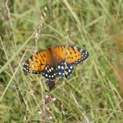 Regal Fritillary thumbnail 4