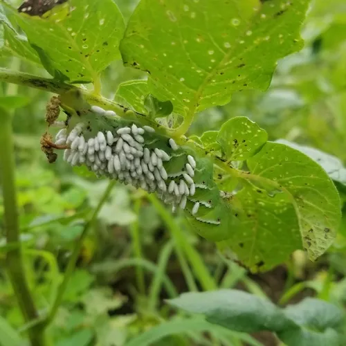 Hornworm Parasitoid Wasp