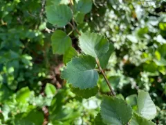 Downy Birch thumbnail 2