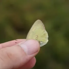 Pink-edged Sulphur thumbnail 2