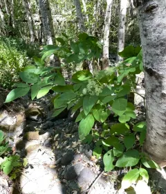 California Spikenard thumbnail 2