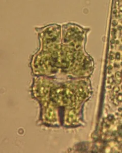 Euastrum ciastonii thumbnail 2