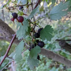 Canadian gooseberry thumbnail 3