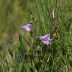 Saltmarsh False Foxglove thumbnail 2