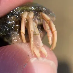Long-claw Hermit Crab thumbnail 4