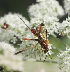 Spilopteron vicinum thumbnail 2