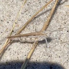 Seaside Grasshopper thumbnail 3