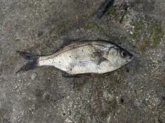 Pile Surfperch thumbnail 2
