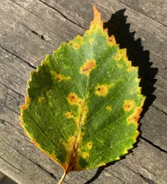 birch rust thumbnail 4