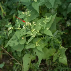 Boneset Flower Gall Midge thumbnail 4