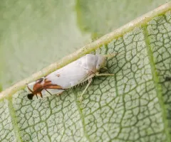 Cherry Leafhopper thumbnail 3