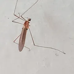 Erioptera septemtrionis thumbnail 3