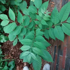 Amur Corktree thumbnail 3