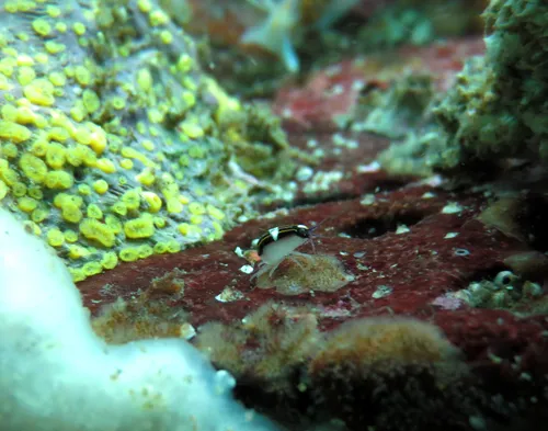 Chromopleustes oculatus