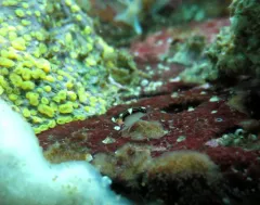 Chromopleustes oculatus thumbnail 1
