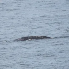 Grey Whale thumbnail 2