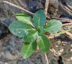 Olympics rockcress thumbnail 2