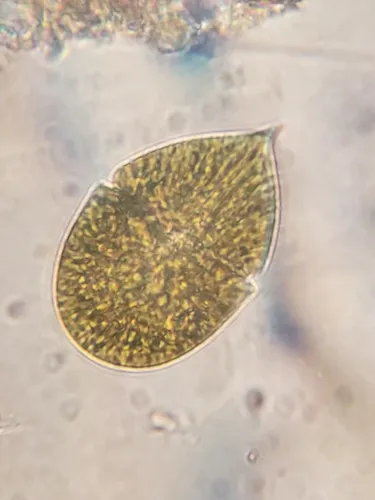 Gymnodinium fuscum