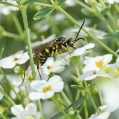 Ceropales maculata thumbnail 2