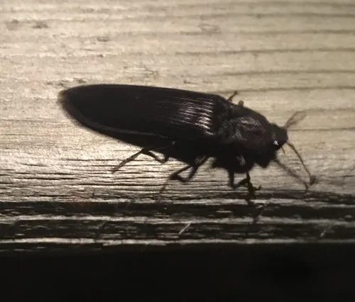 Bipectinate Click Beetle