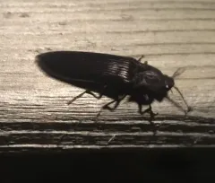 Bipectinate Click Beetle thumbnail 1