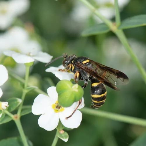 Hoplisoides costalis