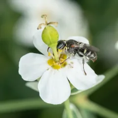 Oxybelus emarginatus thumbnail 4