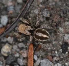 Habronattus jucundus thumbnail 4