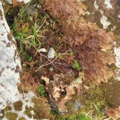 Cabbage Lung Lichen thumbnail 3