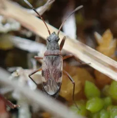 Ligyrocoris sylvestris thumbnail 4