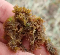 Lindberg's Sphagnum thumbnail 4