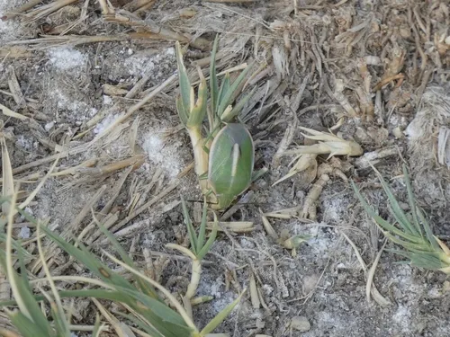 Chlorochroa faceta