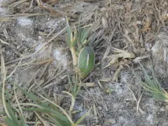 Chlorochroa faceta thumbnail 1