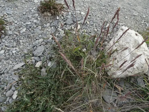 Richardson's Fescue