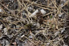 Steniolia scolopacea thumbnail 2