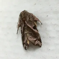 Florida Fern Moth thumbnail 4