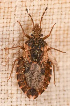 Aradus proboscideus thumbnail 2
