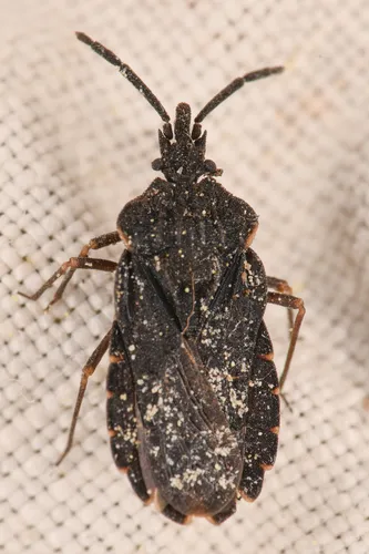 Aradus compressus