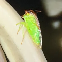 Stictocephala tauriniformis thumbnail 3
