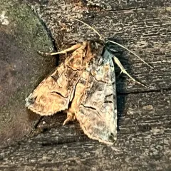 Spectacled Nettle Moth thumbnail 3