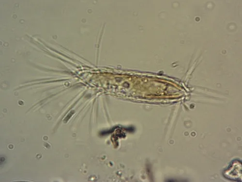 Mallomonas teilingii
