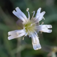 Douglas' Catchfly thumbnail 2