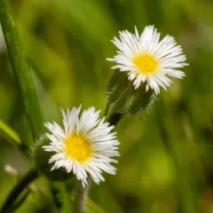 short-rayed fleabane thumbnail 3