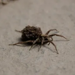 Koch's Wolf Spider thumbnail 3