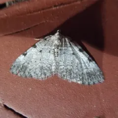 Perizoma costiguttata thumbnail 3