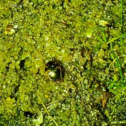 American Round Sand Beetle