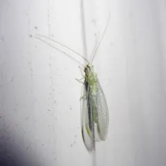 Chrysopa coloradensis thumbnail 2