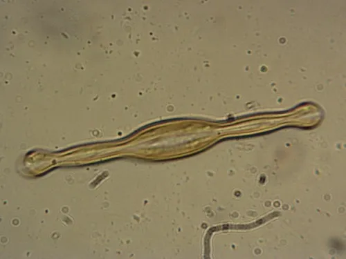 Pinnularia formica