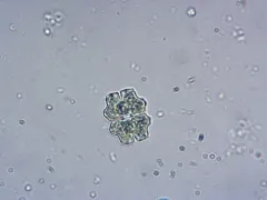 Euastrum binale thumbnail 2