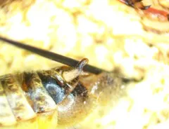 Keeler's Spur-throat Grasshopper thumbnail 2